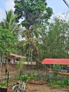 Just Do It, Said the Mango Tree: A Lesson in Letting Go