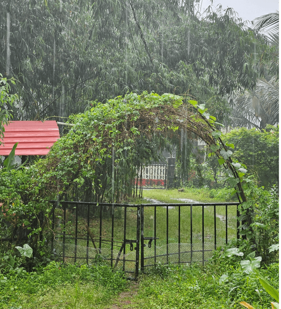 Monsoon Gardening: 5 Sustainable Ways to Protect Your Plants from Heavy Rain