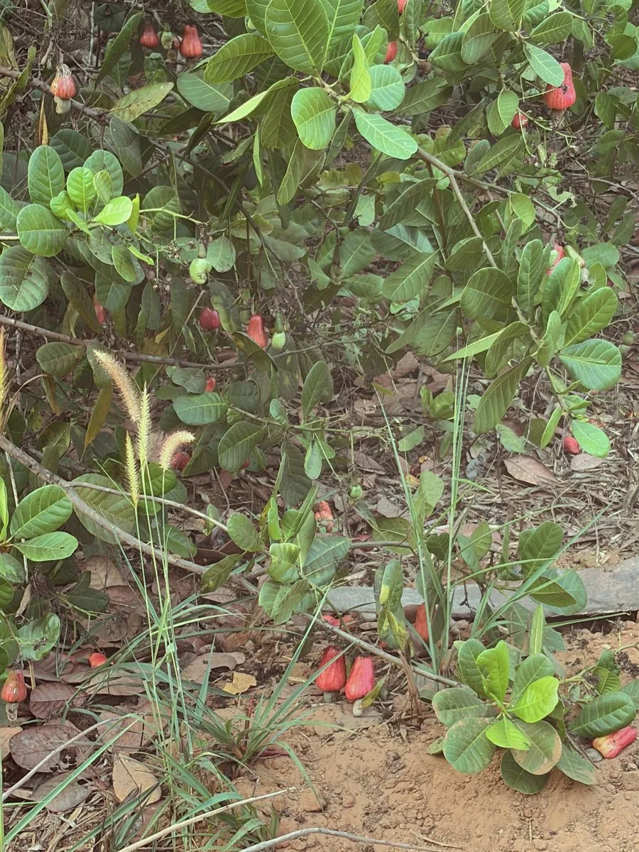 Cashew tree on the Healing Soil farm in South Goa