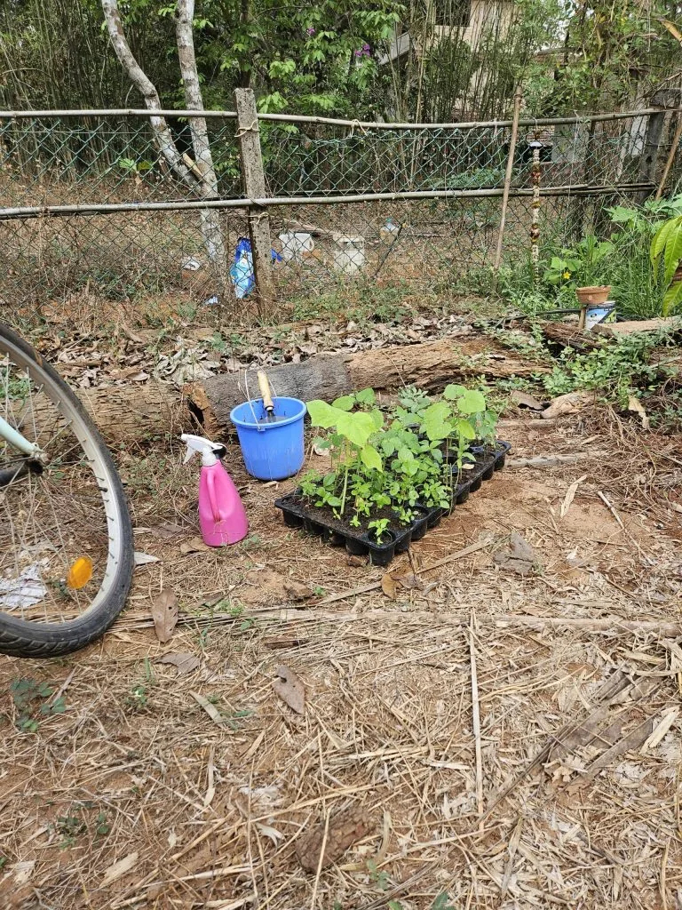 Farm Tea Ritual: How Regenerative Living Includes Rest and Restoration