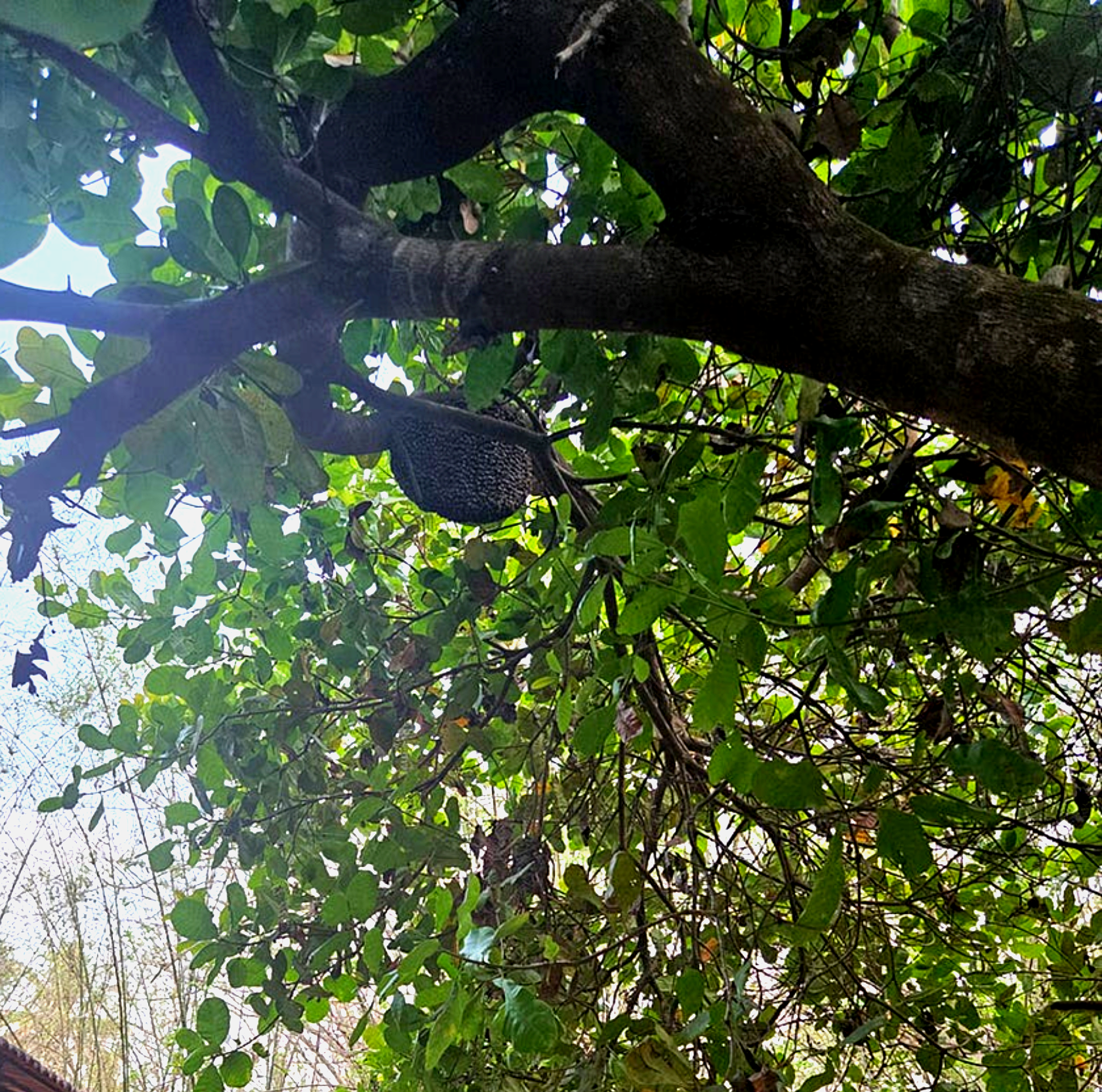 The Cat and the Beehive