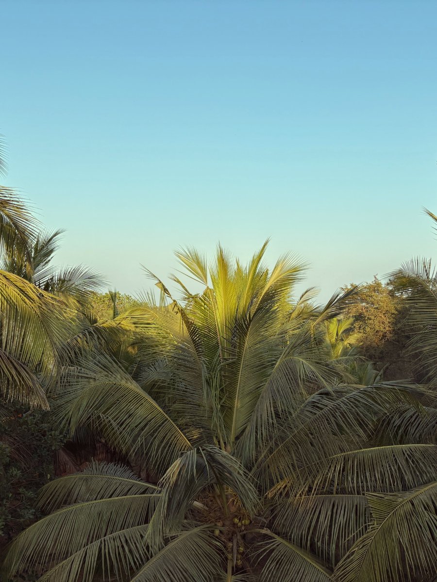 Coconut palms at golden hour on the farm