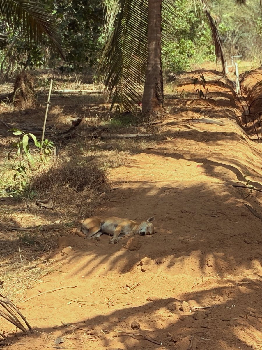 A dog resting on the farm path in South Goa