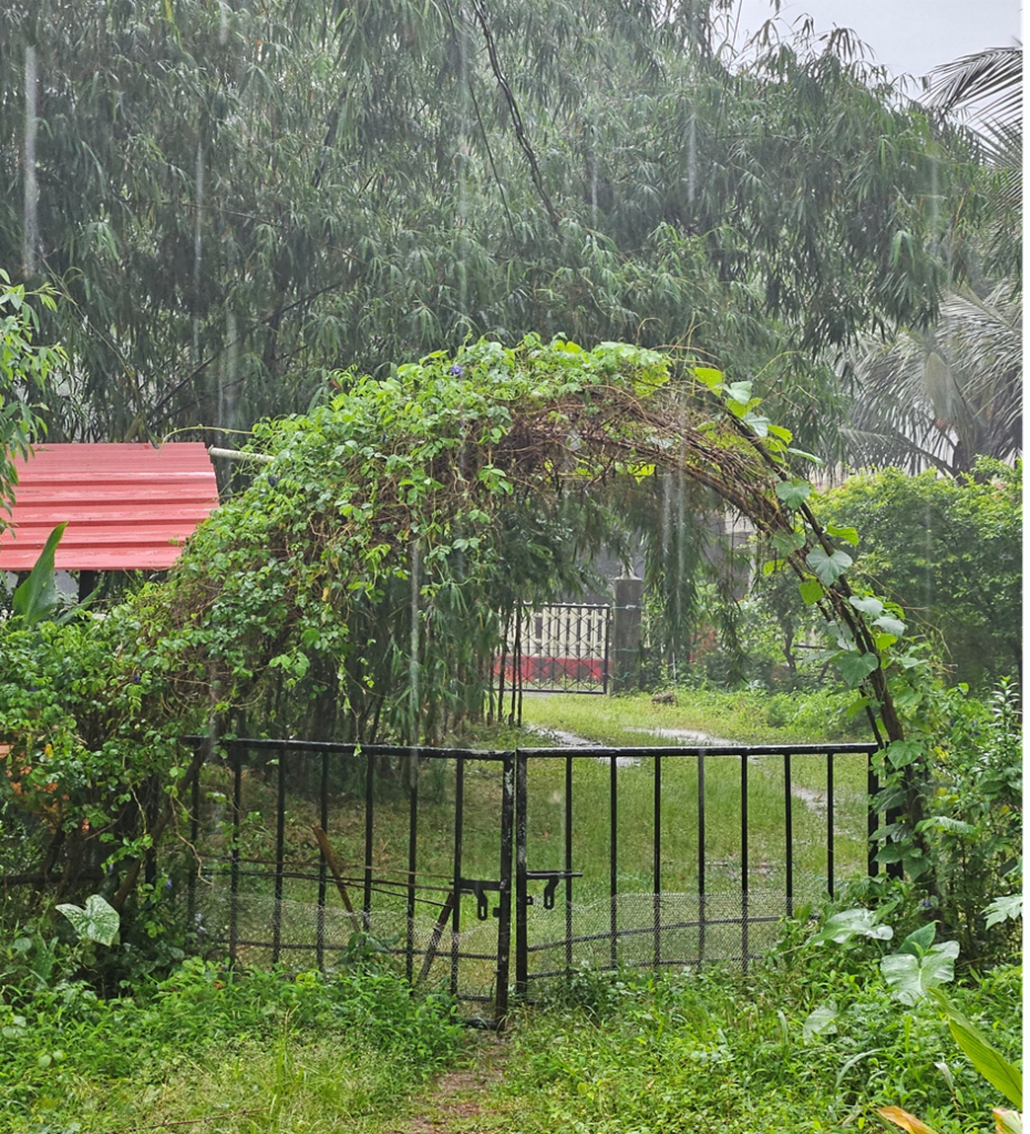 Monsoon Gardening: 5 Sustainable Ways to Protect Your Plants from Heavy Rain