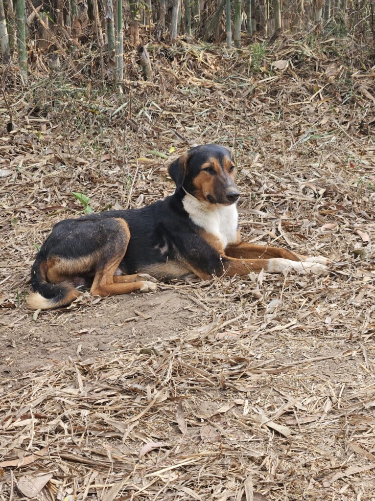 Stray dog Bari – healing and grief story from the farm