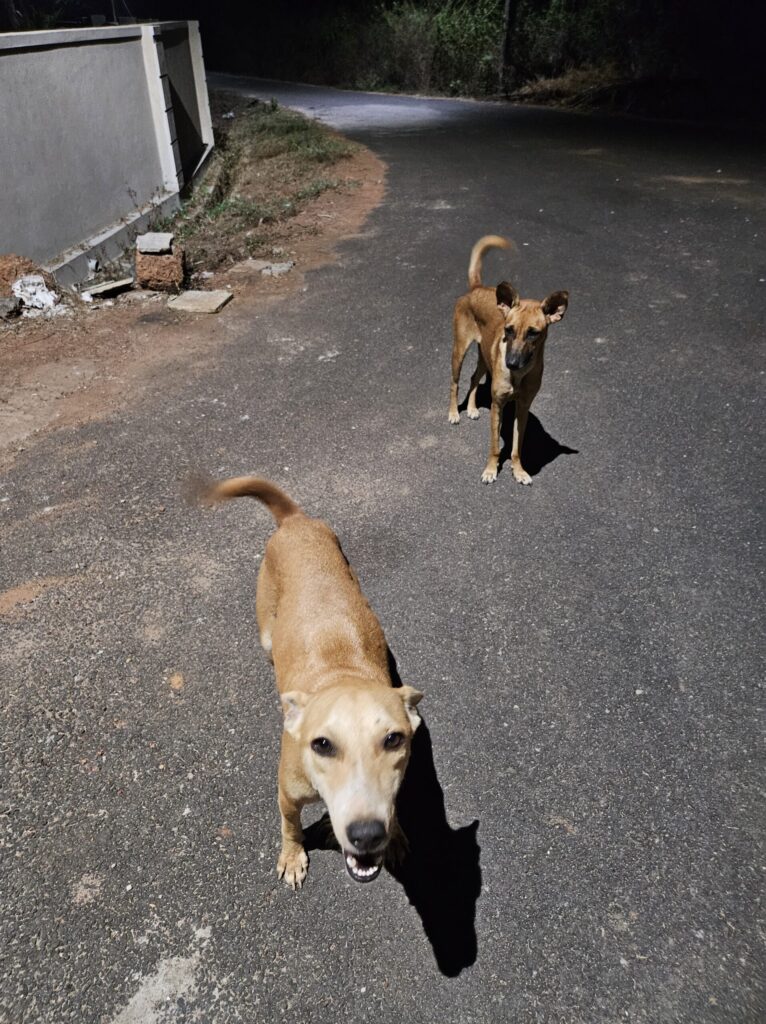 Two strays Kukdi and Alice