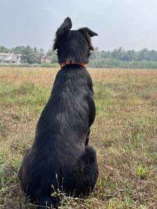 A dog gazing across an open field, representing stillness and emotional resilience