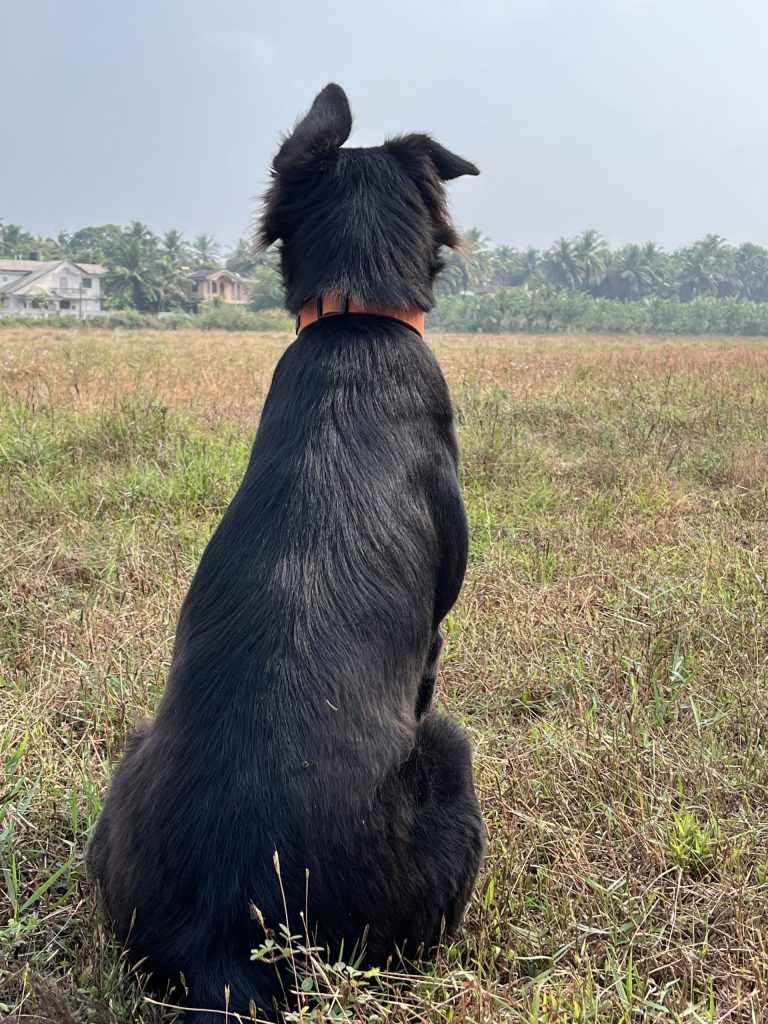 A dog gazing across an open field, representing stillness and emotional resilience
