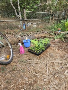 seedlings waiting to be transplanted