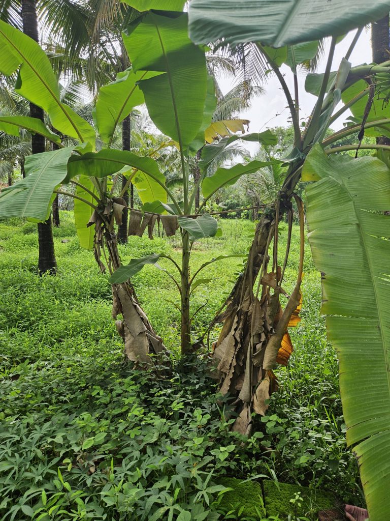 Lush banana plants and tropical vegetation growing in rich soil on South Goa farm, showing results of earth element grounding practices and slow living composting methods