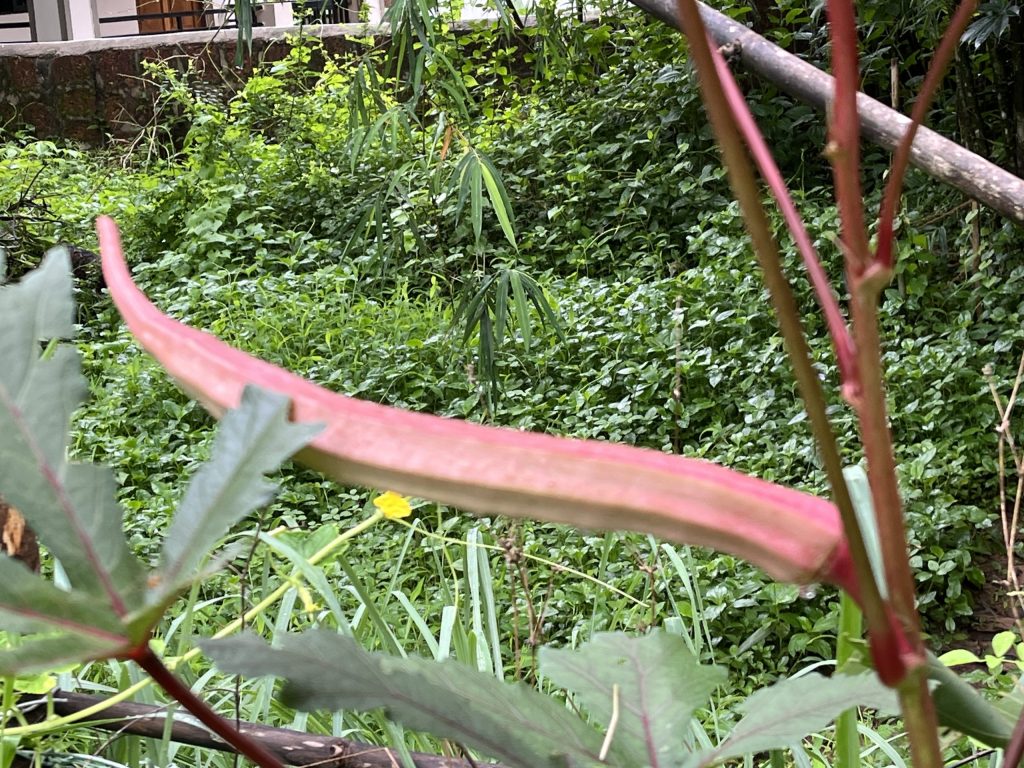 Large red okra vegetable growing naturally in garden demonstrating slow living gardening practices and sustainable food production