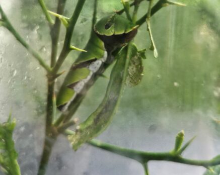 caterpillar in its infancy