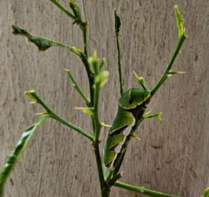 caterpillar journey and its parallels to writing