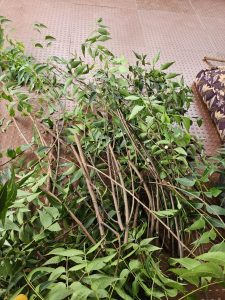 Fresh neem tree branches and leaves collected for making DIY natural toothbrushes and homemade soap as part of slow living lifestyle
